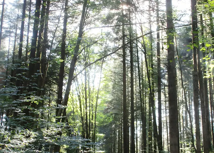 Les Boutons D'or Apartmán